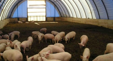 Jak postavit vepřín?